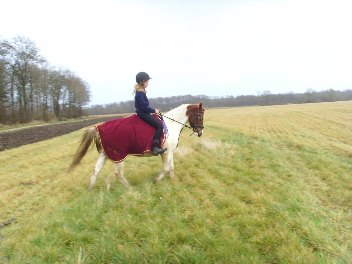 Pinto Sally billede 3