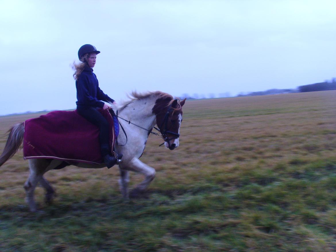 Pinto Sally billede 4