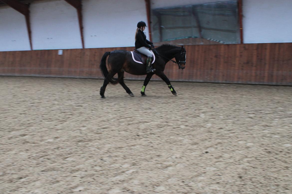 Anden særlig race Jonatan<3 (rideskole.pony) *himmelpony - :D billede 20