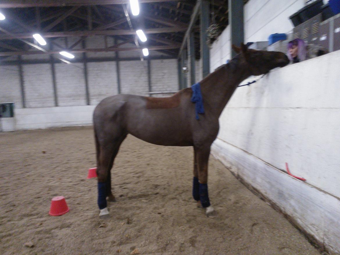 Dansk Varmblod Chiquita - Heldig pony kan nå hele vejen op på tribunen og få mad og kys ;) billede 5