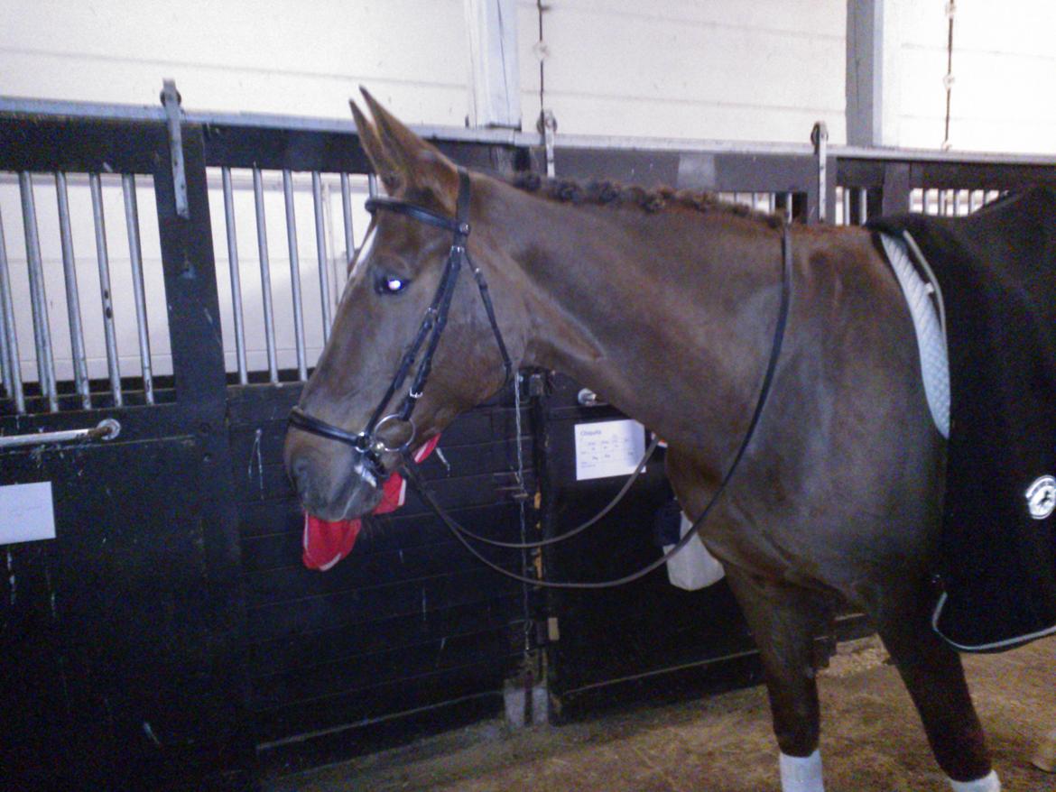 Dansk Varmblod Chiquita - Efter en vellykket julekvadrilje med stort publikum hvilket hun håndterede Så fint! :) <3 billede 3