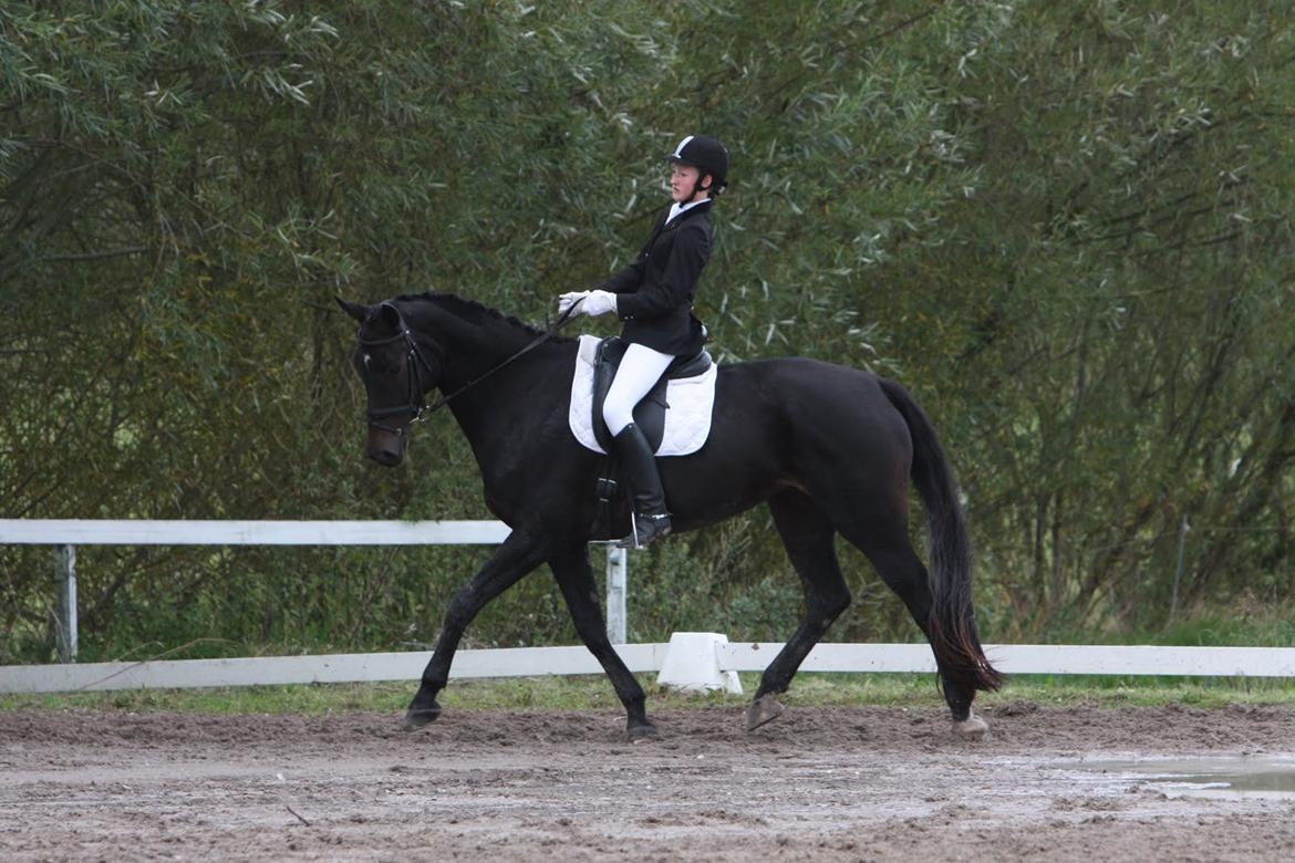 Dansk Varmblod Rosett - Stævne på KØR.  billede 17