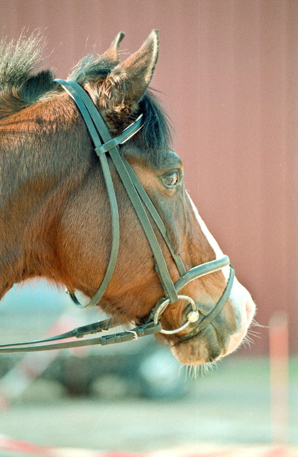 Trakehner Sonnyboy billede 3