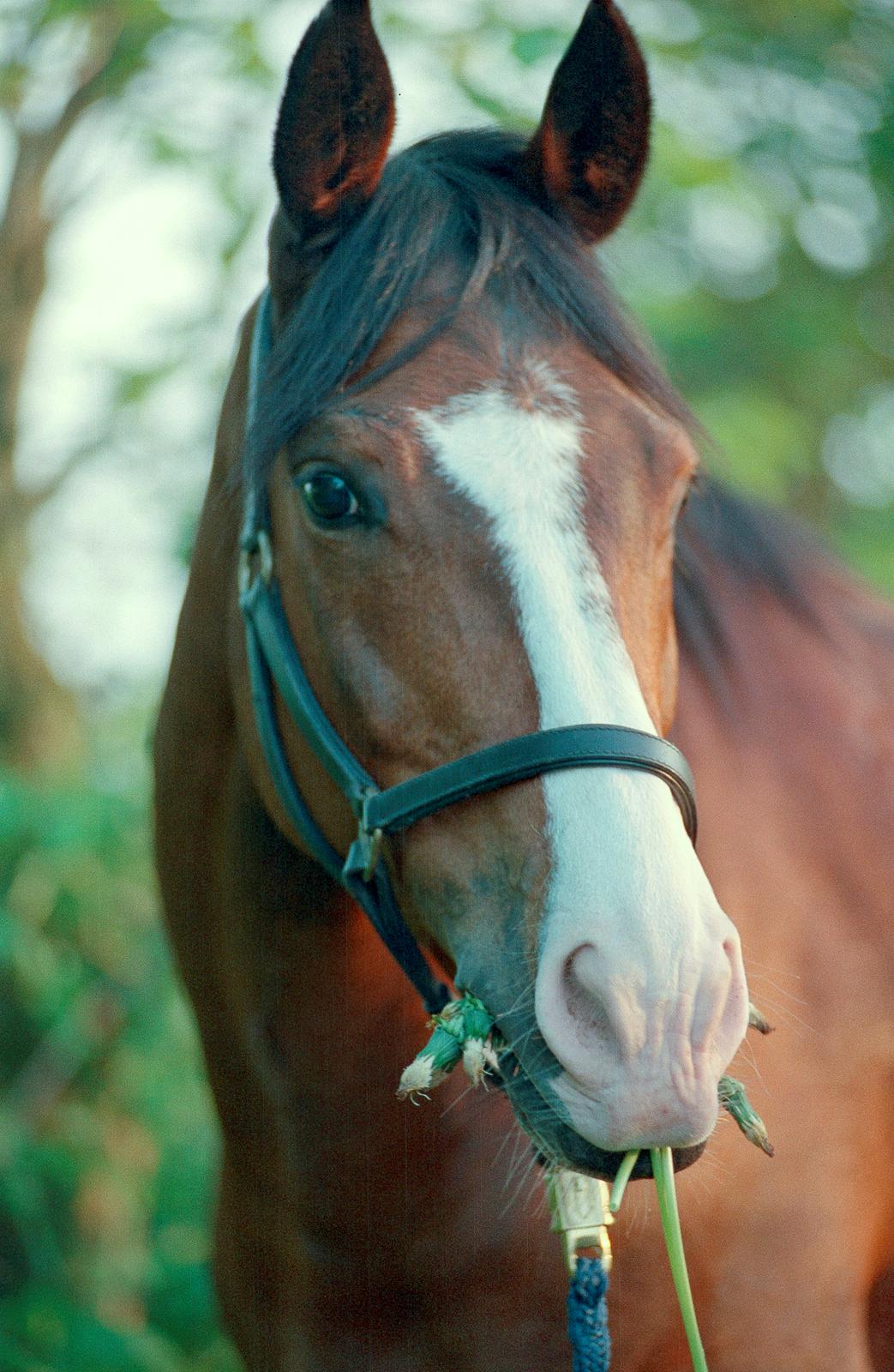 Trakehner Sonnyboy billede 5