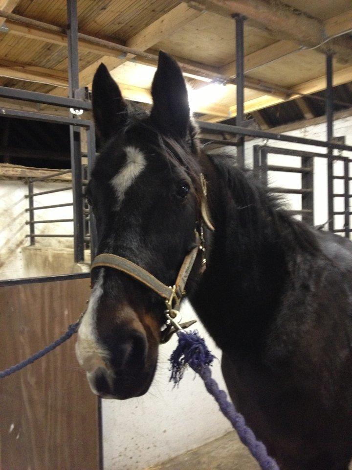 Traver Donavan Djess - Lækker trold på staldgangen <3 billede 5