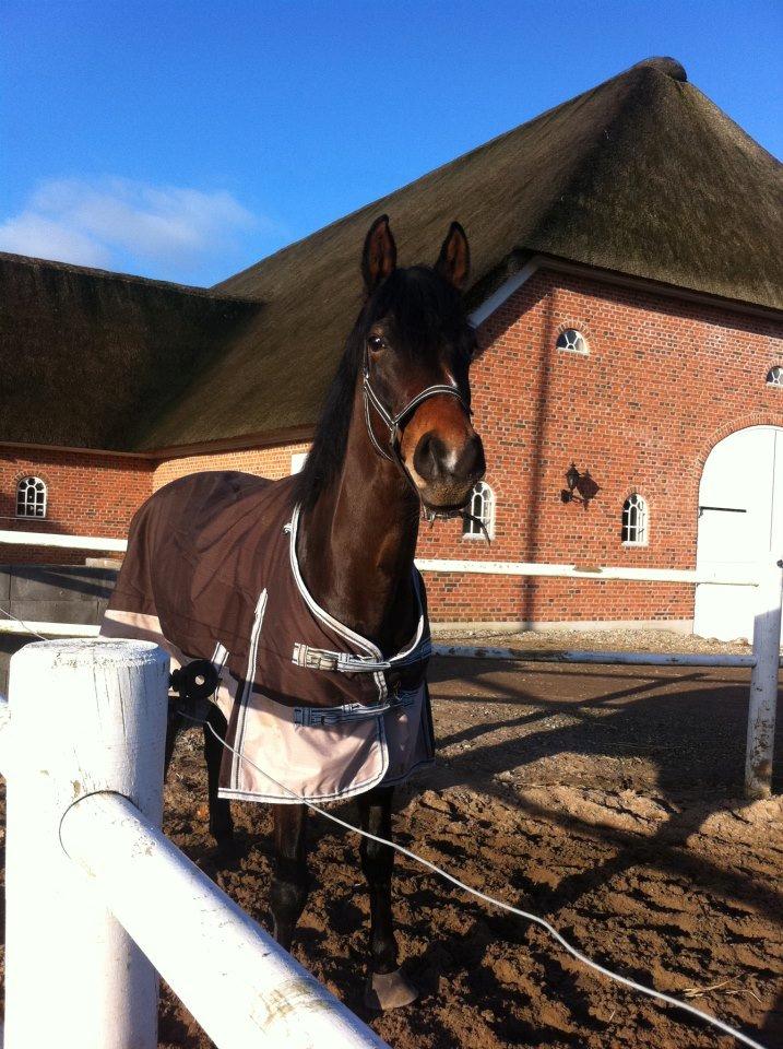 Dansk Varmblod Lunderup's Larina RDH billede 18