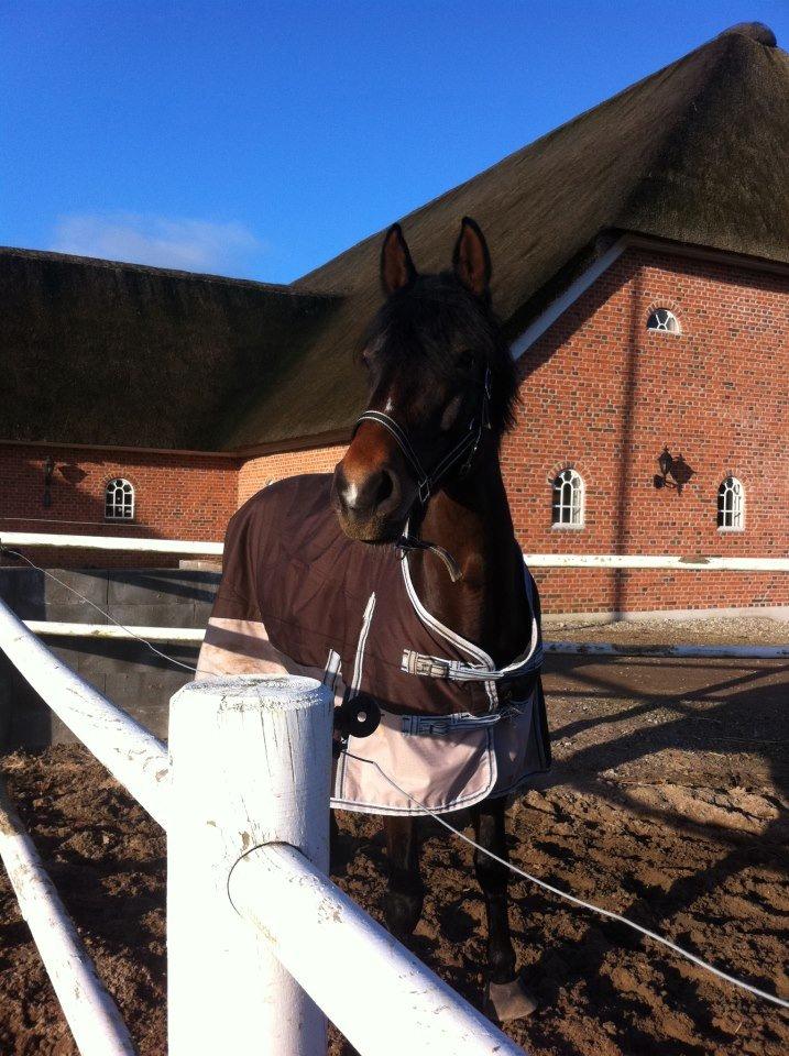 Dansk Varmblod Lunderup's Larina RDH billede 19