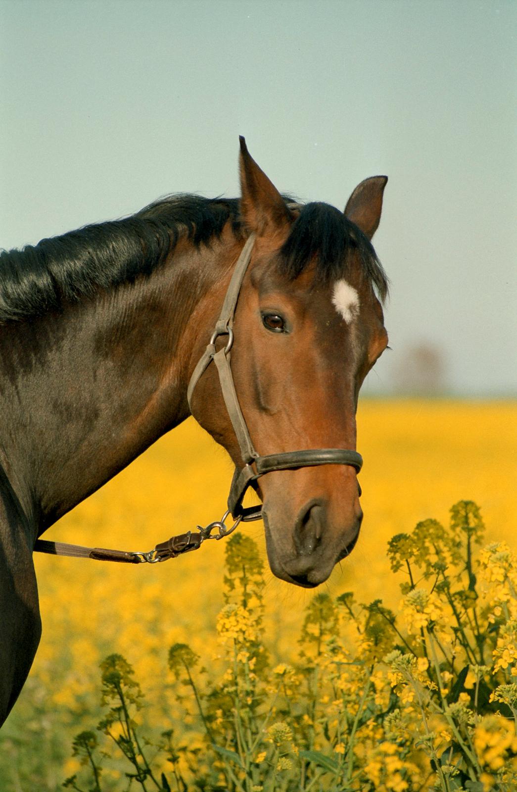 Holstener Latina billede 1