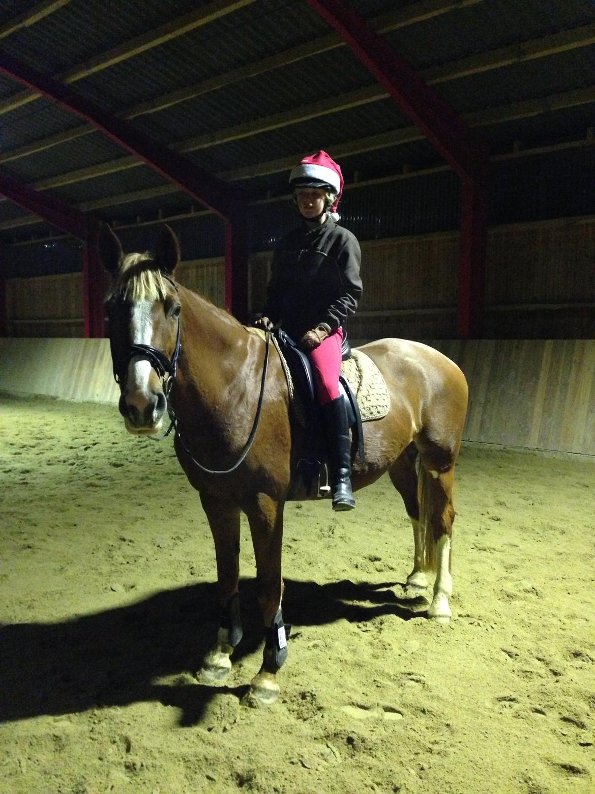 Dansk Varmblod Stenkærgårds Rubin  [Min Mors] - Velkommen :D billede 1