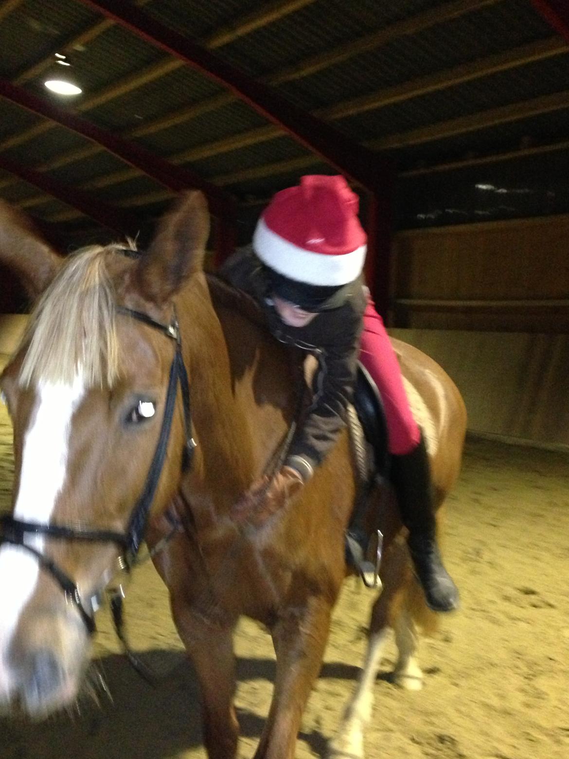 Dansk Varmblod Stenkærgårds Rubin  [Min Mors] - Hehe..  billede 3