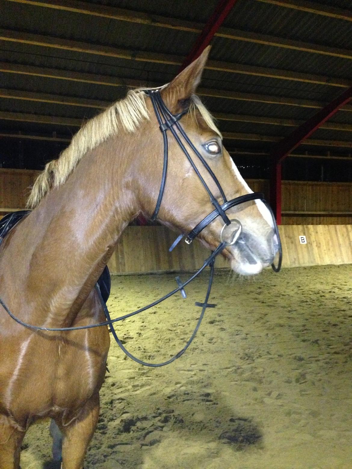 Dansk Varmblod Stenkærgårds Rubin  [Min Mors] billede 4