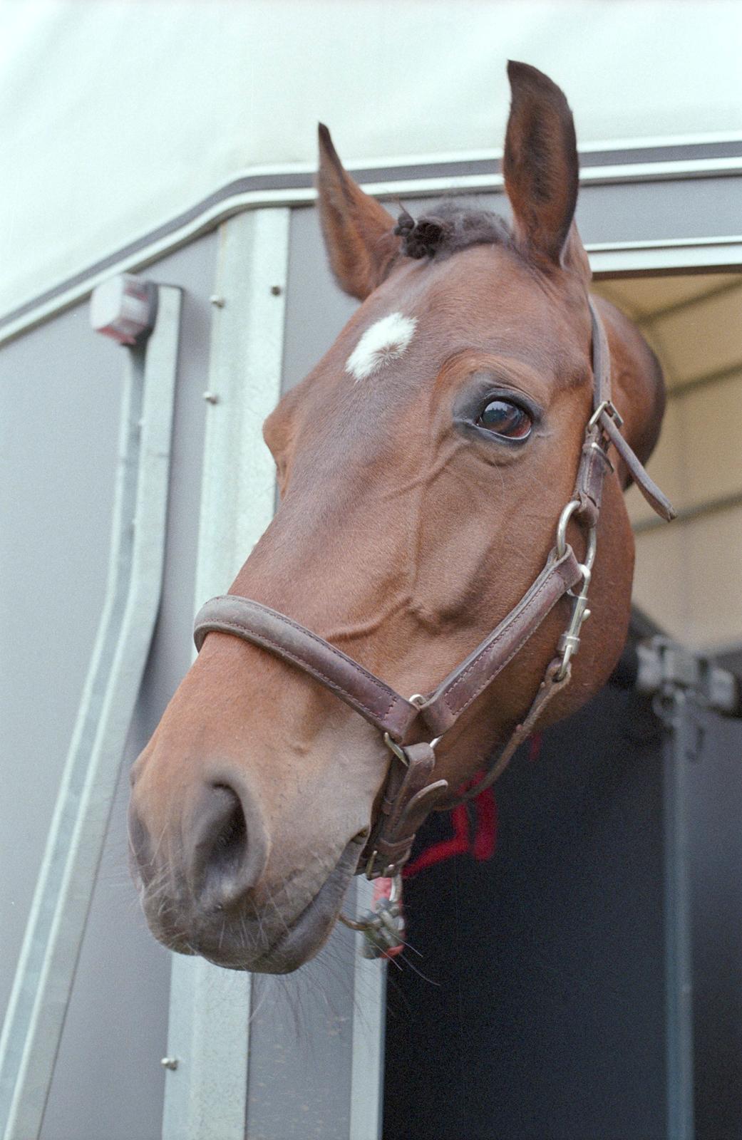 Holstener Latina billede 5