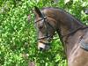 Trakehner Agacan H RIP [Tidl. hest]
