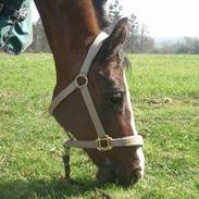 DSP Brown Bodean -solgt