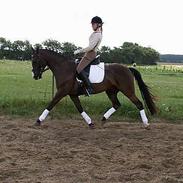 DSP Østenkærs Bandit (Solgt)