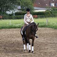 DSP Østenkærs Bandit (Solgt)