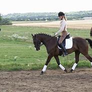 DSP Østenkærs Bandit (Solgt)