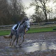 Anden særlig race Honey