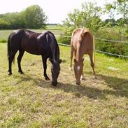 Arabisk fuldblod (OX) Running starlight