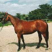 Anden særlig race Ladylike