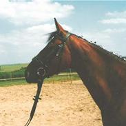 Anden særlig race Ladylike