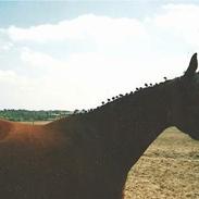 Anden særlig race Ladylike