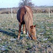 Frederiksborg <3fru-dutte<3  (R.I.P)