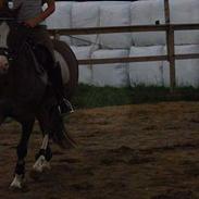 Anden særlig race Dinky-Boy solgt /;