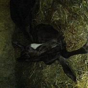 Dansk Varmblod raisja egeskov (Solgt)