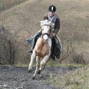 Anden særlig race Shy Lady
