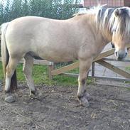 Fjordhest Sputnikk - SOLGT