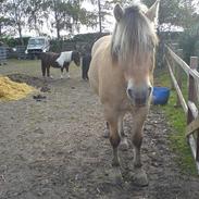 Fjordhest Sputnikk - SOLGT