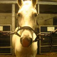 Shagya Araber (SH) Belle <3 *gammel helpart*