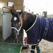 Anden særlig race Claire