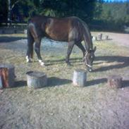 Dansk Varmblod Moonlight