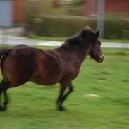 Anden særlig race Polly