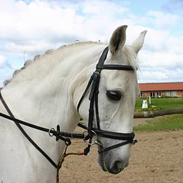 Anden særlig race Ophelia