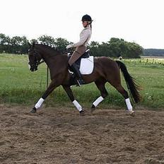 DSP Østenkærs Bandit (Solgt)