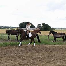 DSP Østenkærs Bandit (Solgt)