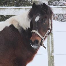 Anden særlig race | Charming lotte