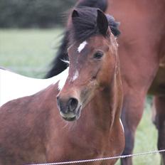 Anden særlig race | Charming lotte