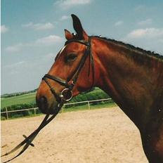 Anden særlig race Cherryl