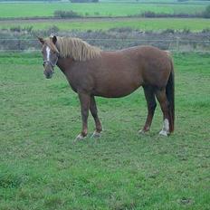 Frederiksborg <3fru-dutte<3  (R.I.P)