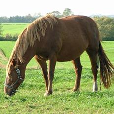 Frederiksborg <3fru-dutte<3  (R.I.P)