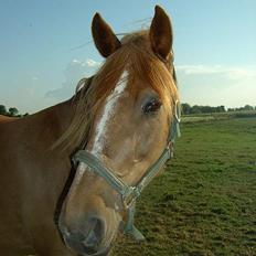 Frederiksborg <3fru-dutte<3  (R.I.P)