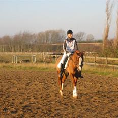 Anden særlig race Dinky-Boy solgt /;