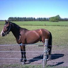 Anden særlig race Baksmindes Landini(Solgt)