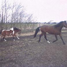 Anden særlig race Baksmindes Landini(Solgt)