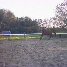 Anden særlig race Baksmindes Landini(Solgt)