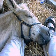 Fjordhest Baksmindes Victoria